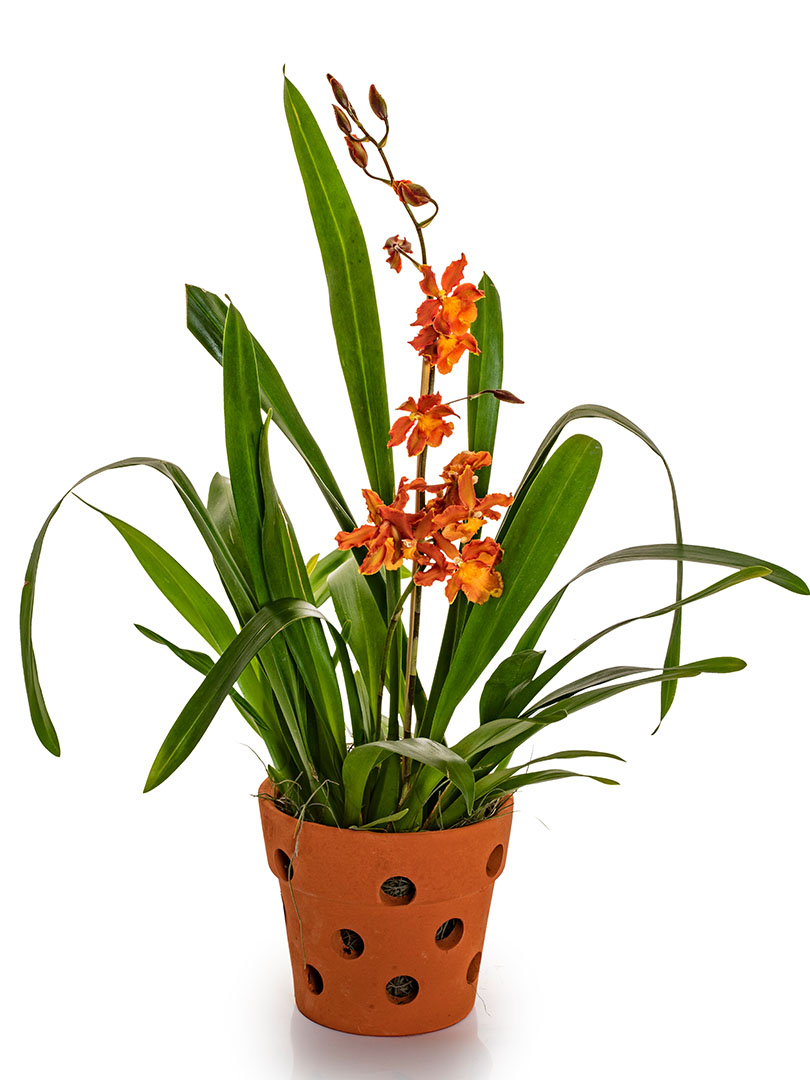 Oncidium Orange