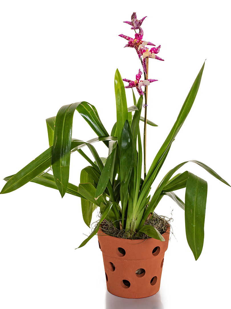Oncidium Pink