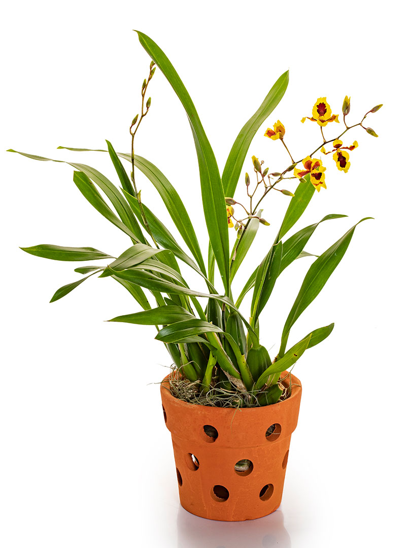 Oncidium Yellow