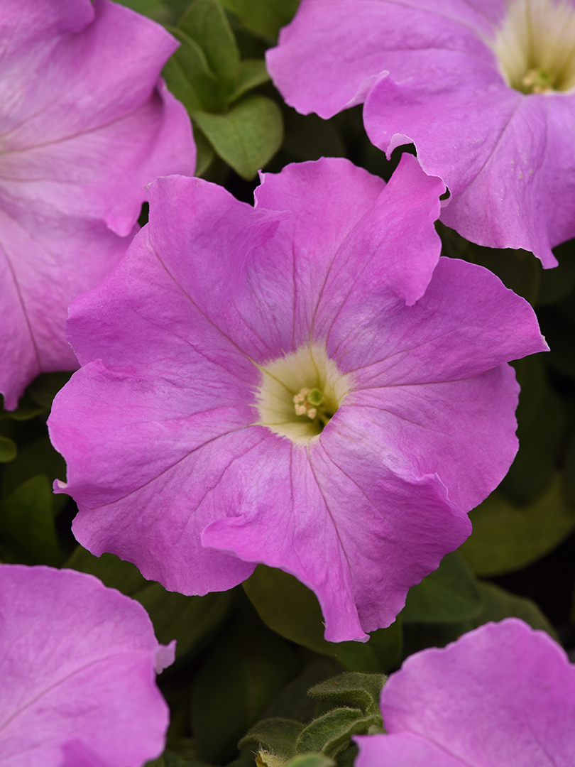 PETUNIA SUPERCASCADE MIX