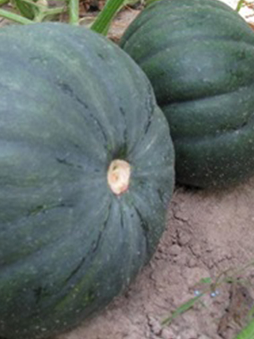 PUMPKIN – INDAM CHAKRA