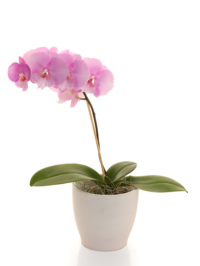 Phalaenopsis Light Pink