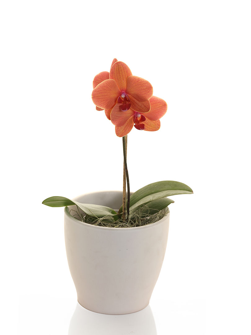 Phalaenopsis Orange