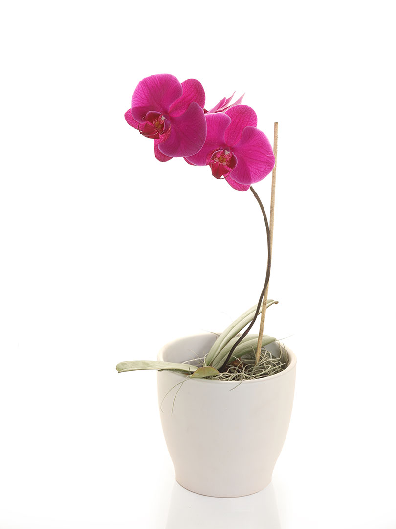 Phalaenopsis Pink