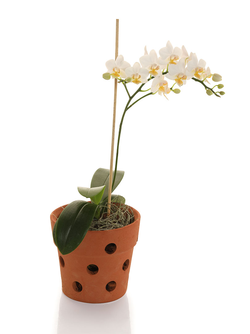 Phalaenopsis White