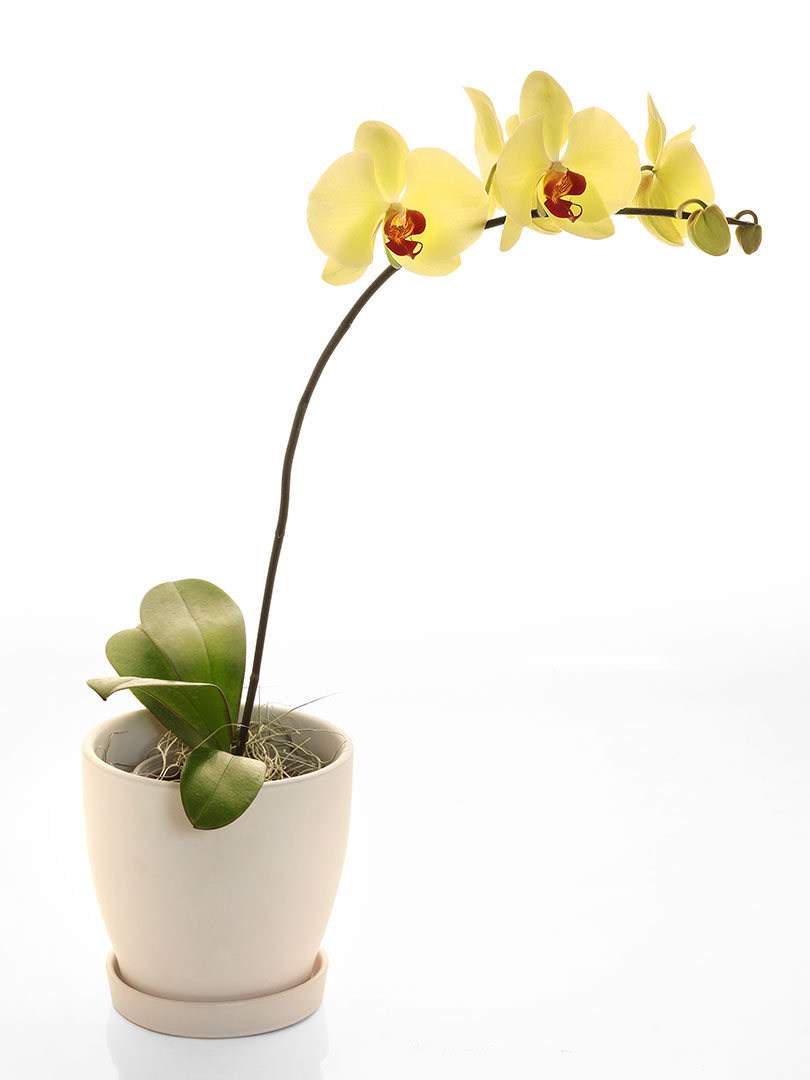 Phalaenopsis Yellow