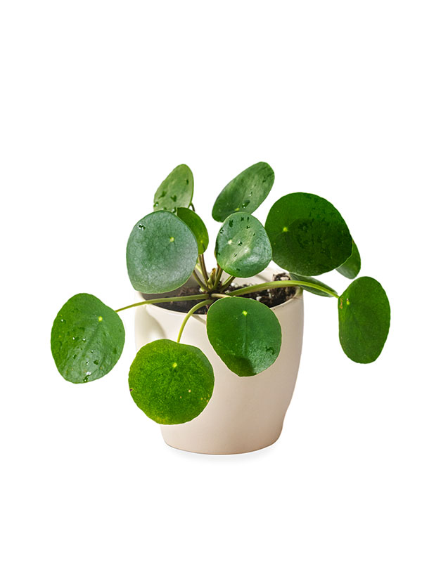 Pilea PeperomoidesImage 