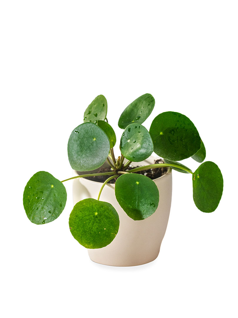 Pilea