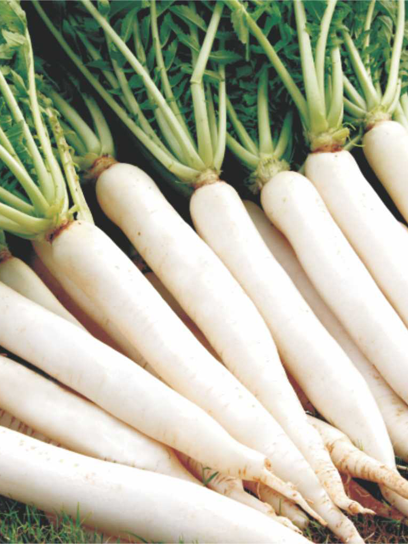 RADISH -  INDAM SWETHA