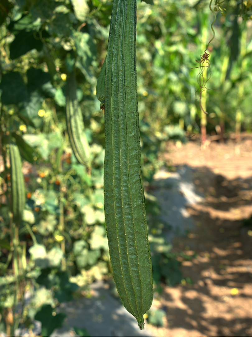 RIDGE GOURD INDAM 1222