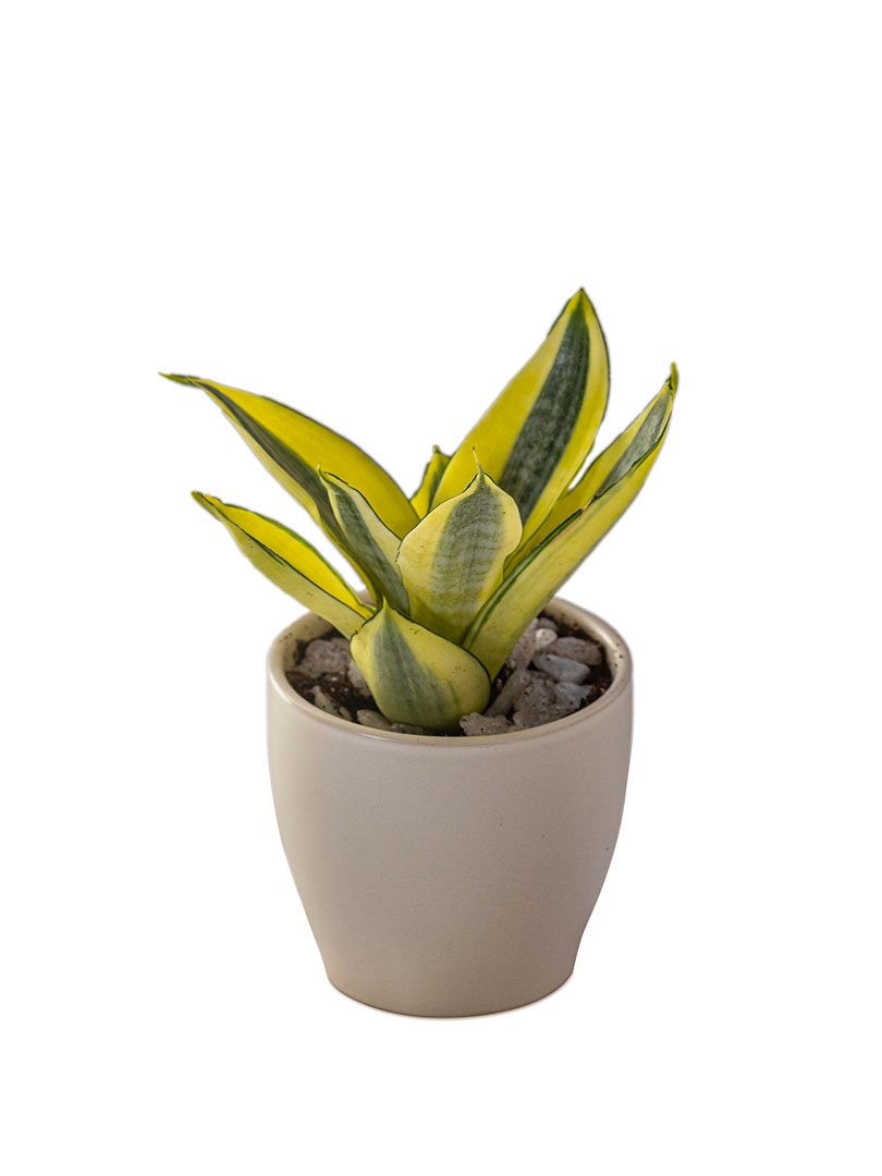 Sansevieria Golden Hahnii