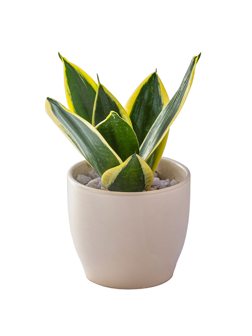 Sansevieria Hahnii Black Jack