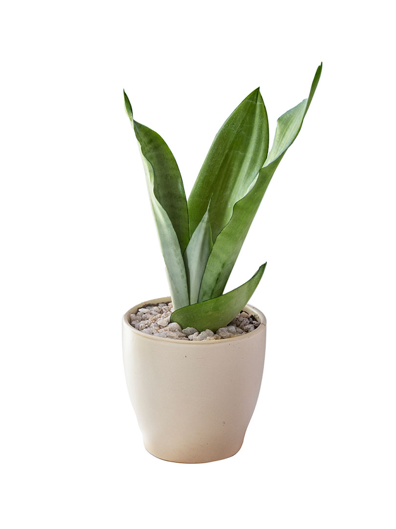 Sansevieria Moonshine