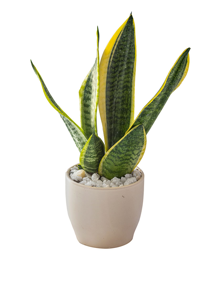 Sansevieria futura superba