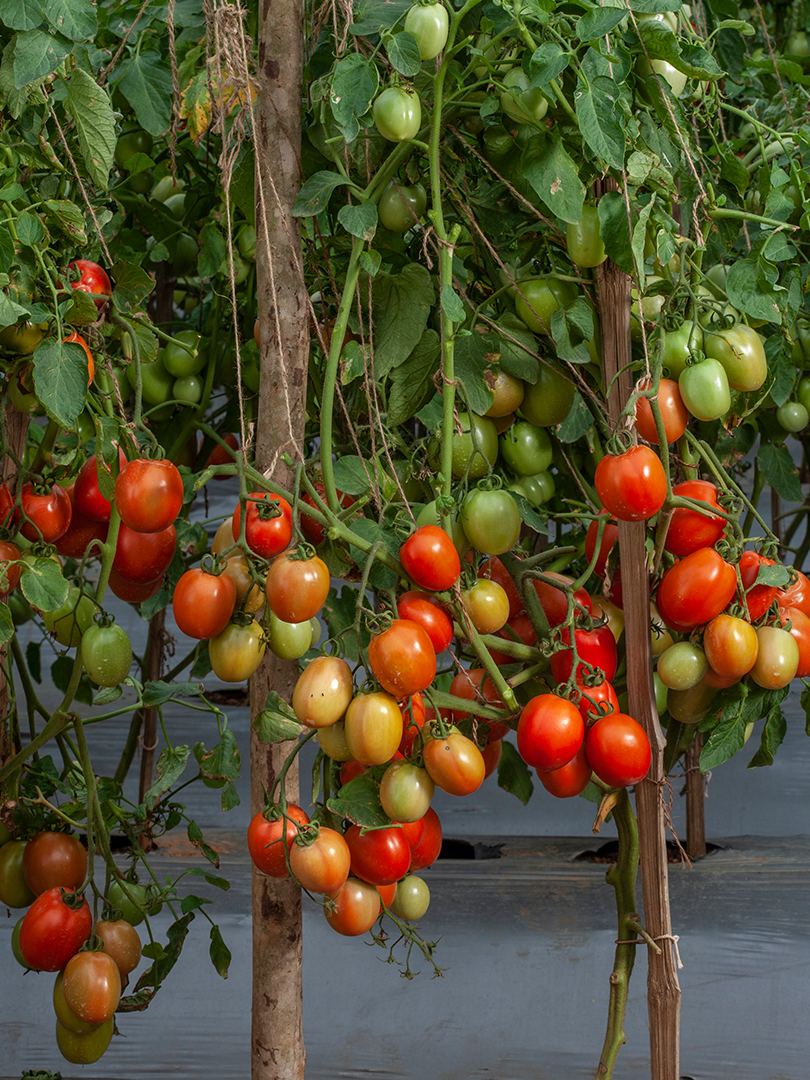 TOMATO- INDAM 1006