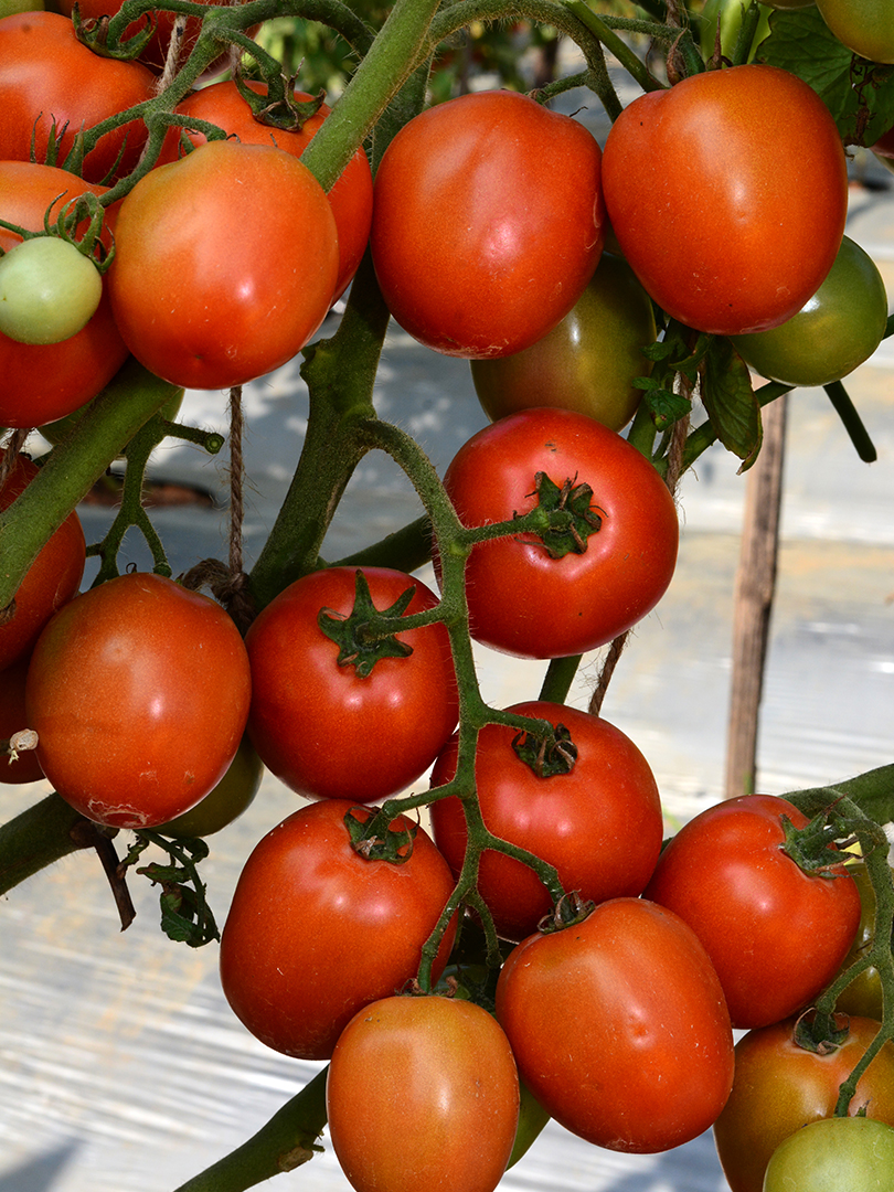 TOMATO- INDAM 13201