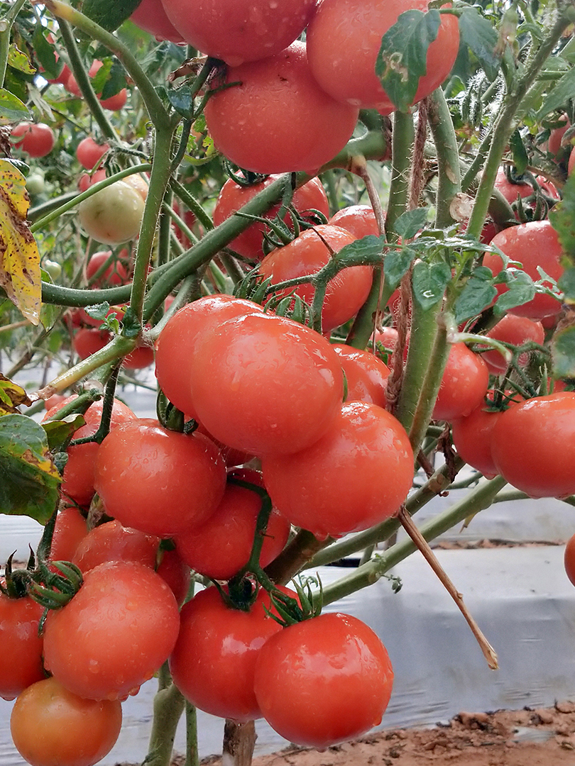 TOMATO- INDAM 14301