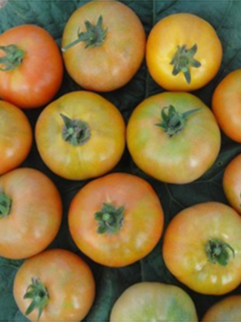 Tomato- Indam Ruchi gold