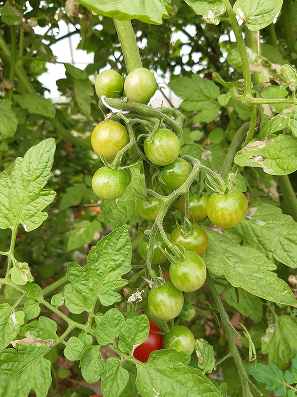 TomatoHover Image