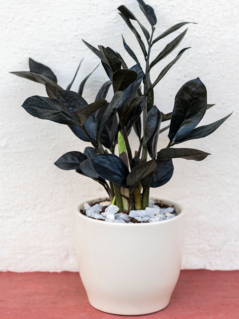 Zamia Black