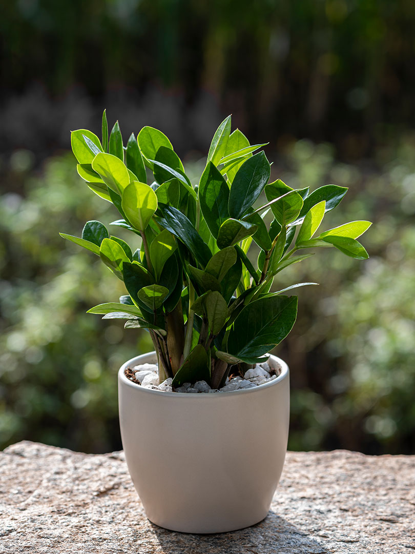 Zamia Green