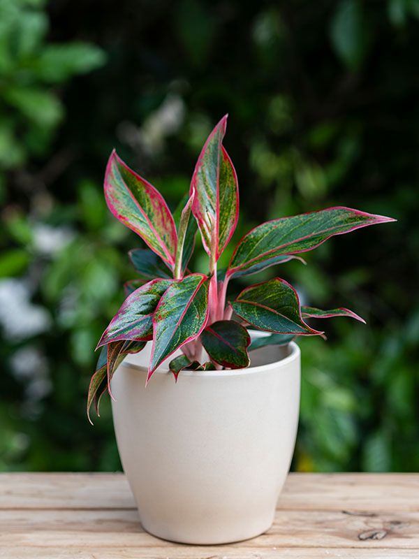 Indoor plants