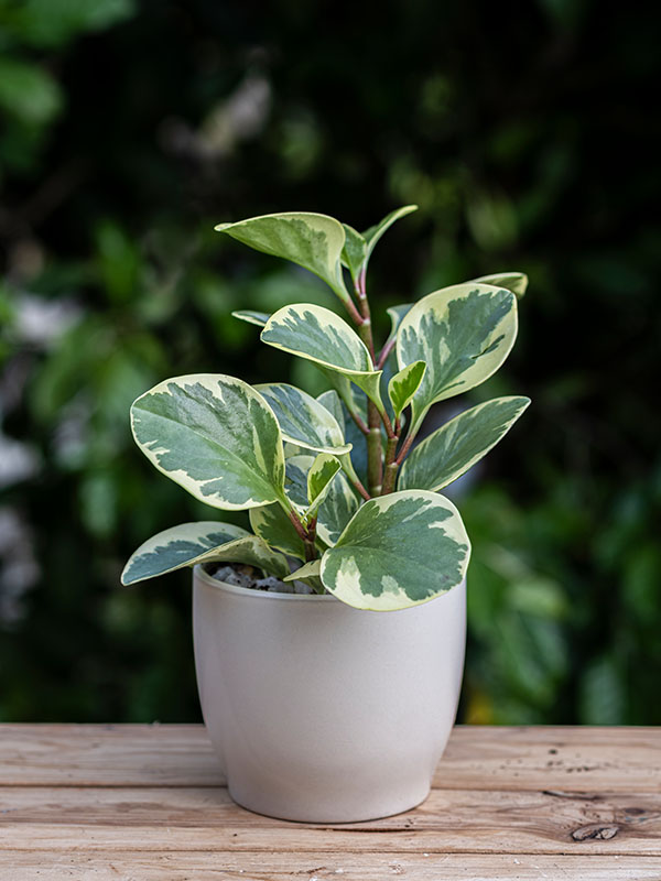 Peperomia