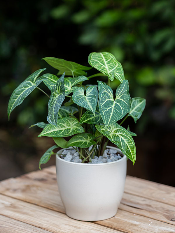 Spathiphyllum