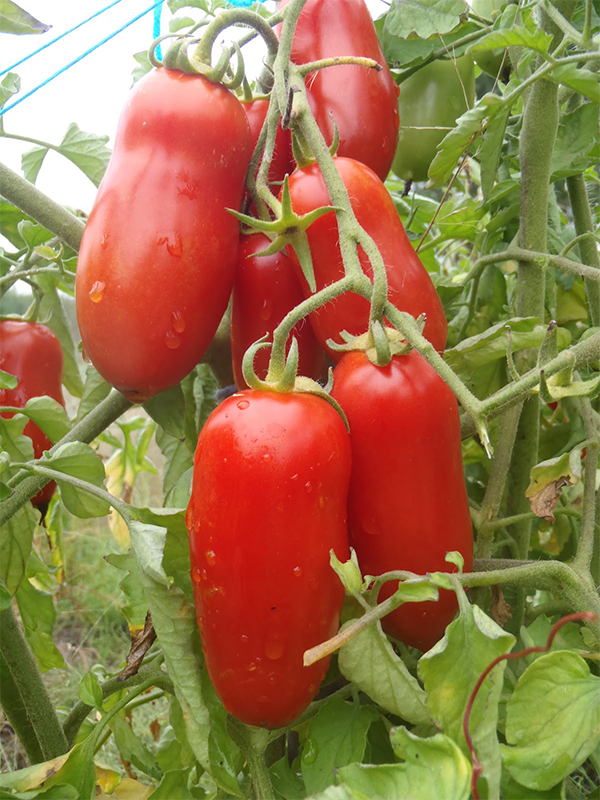 Vegetable Seeds