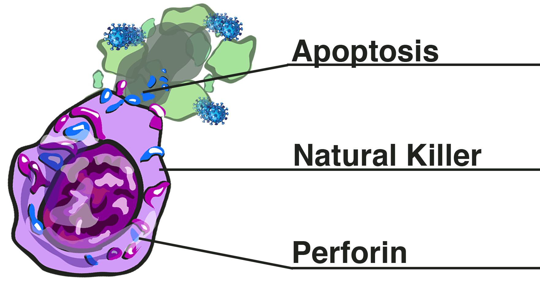 nkcellweb2