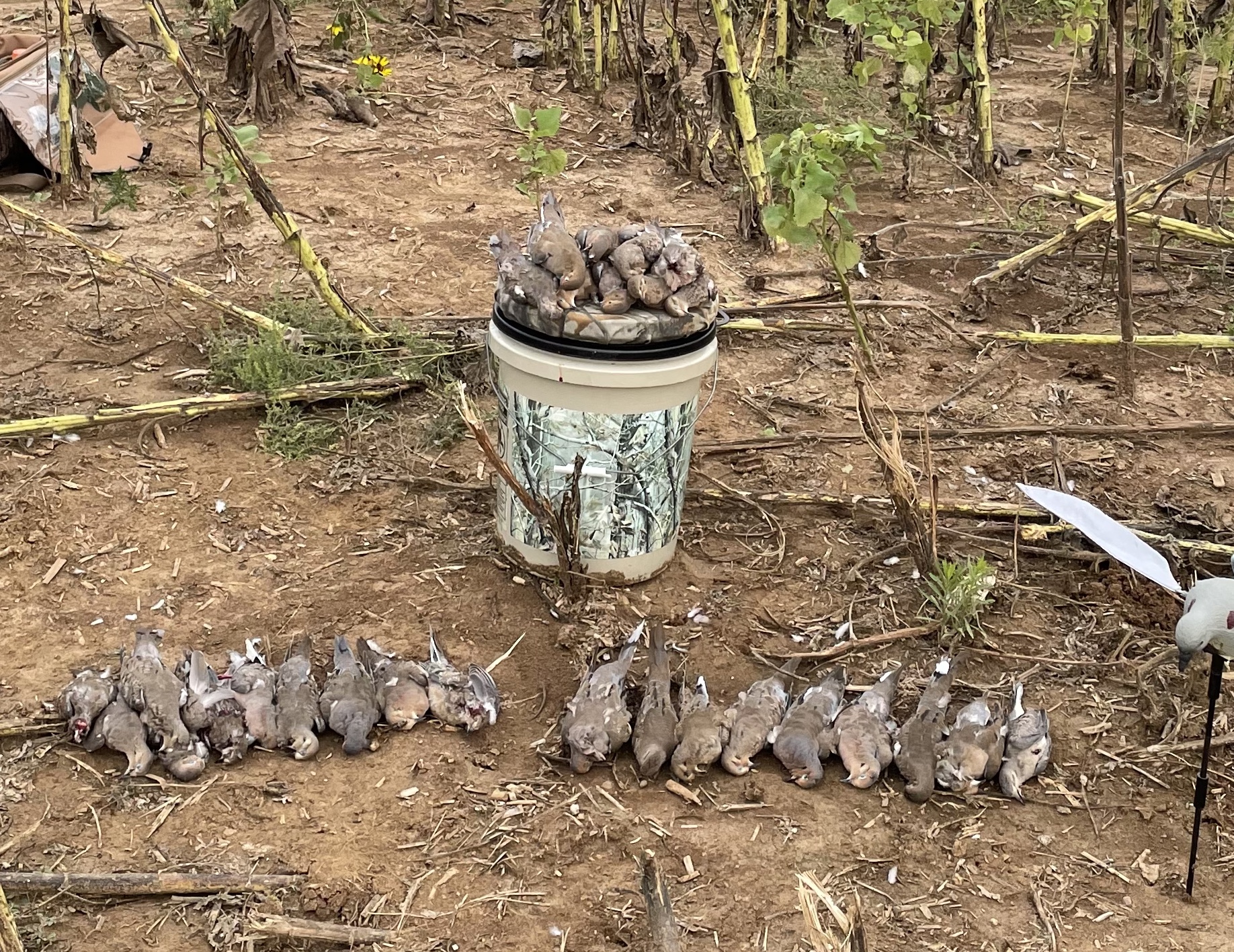 Dove Property #13