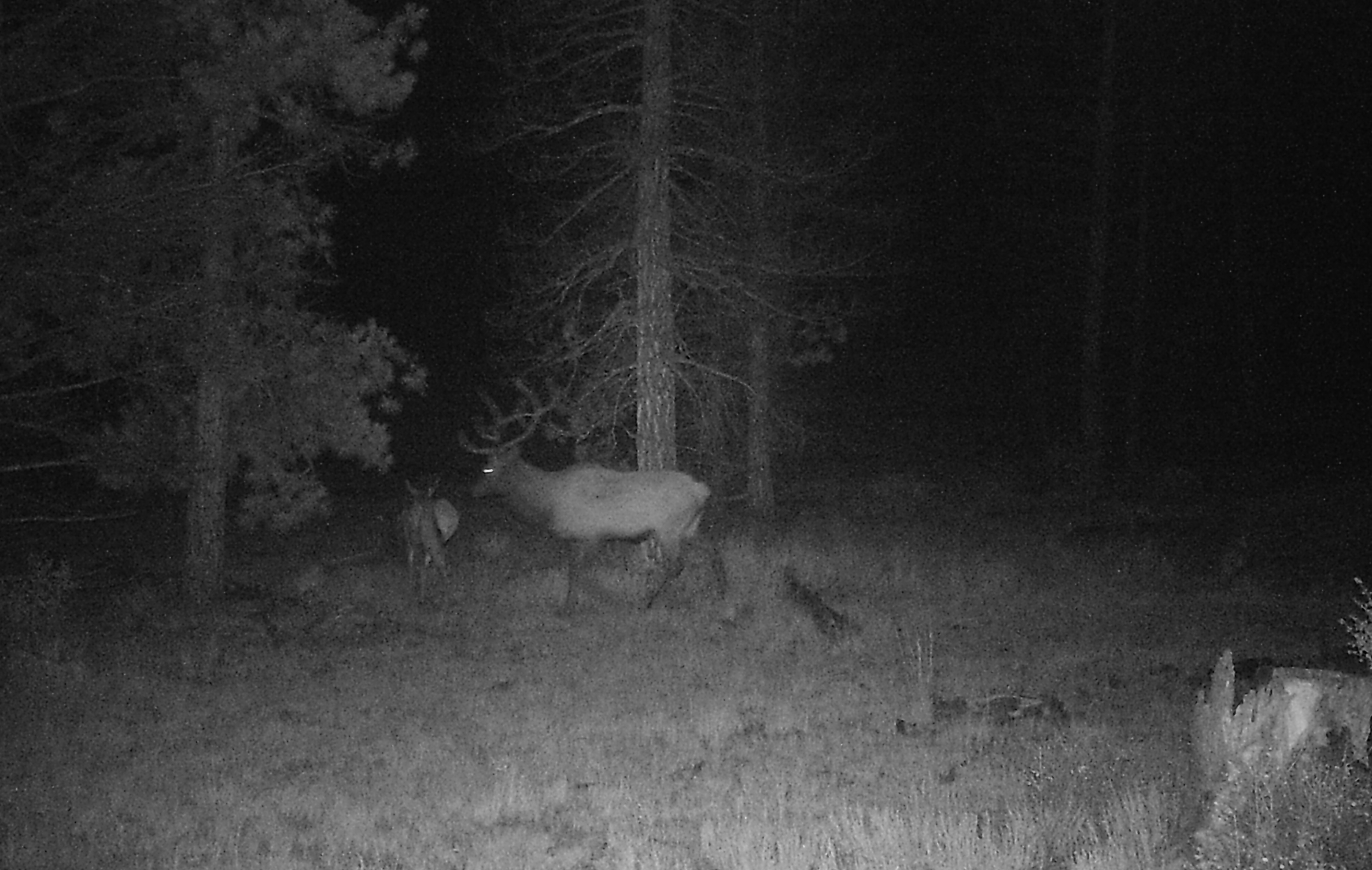 Ragsdale Ranch - Elk Hunt 5-Day