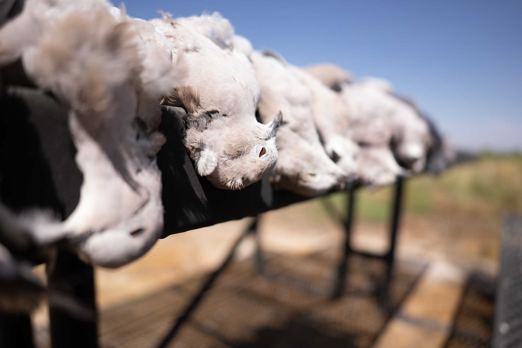 The Running A Ranch - Dove