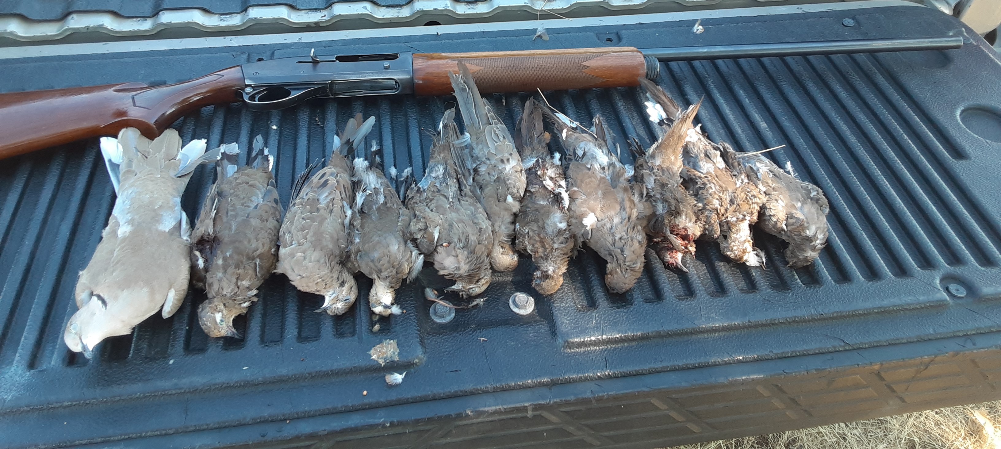 Arkansas River Ranch - Dove
