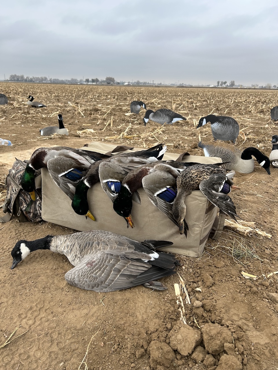 Bracewell Farm - Goose Pit