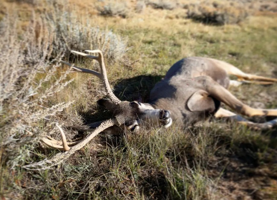 Arikaree River #1 - 5-Day Deer Hunt