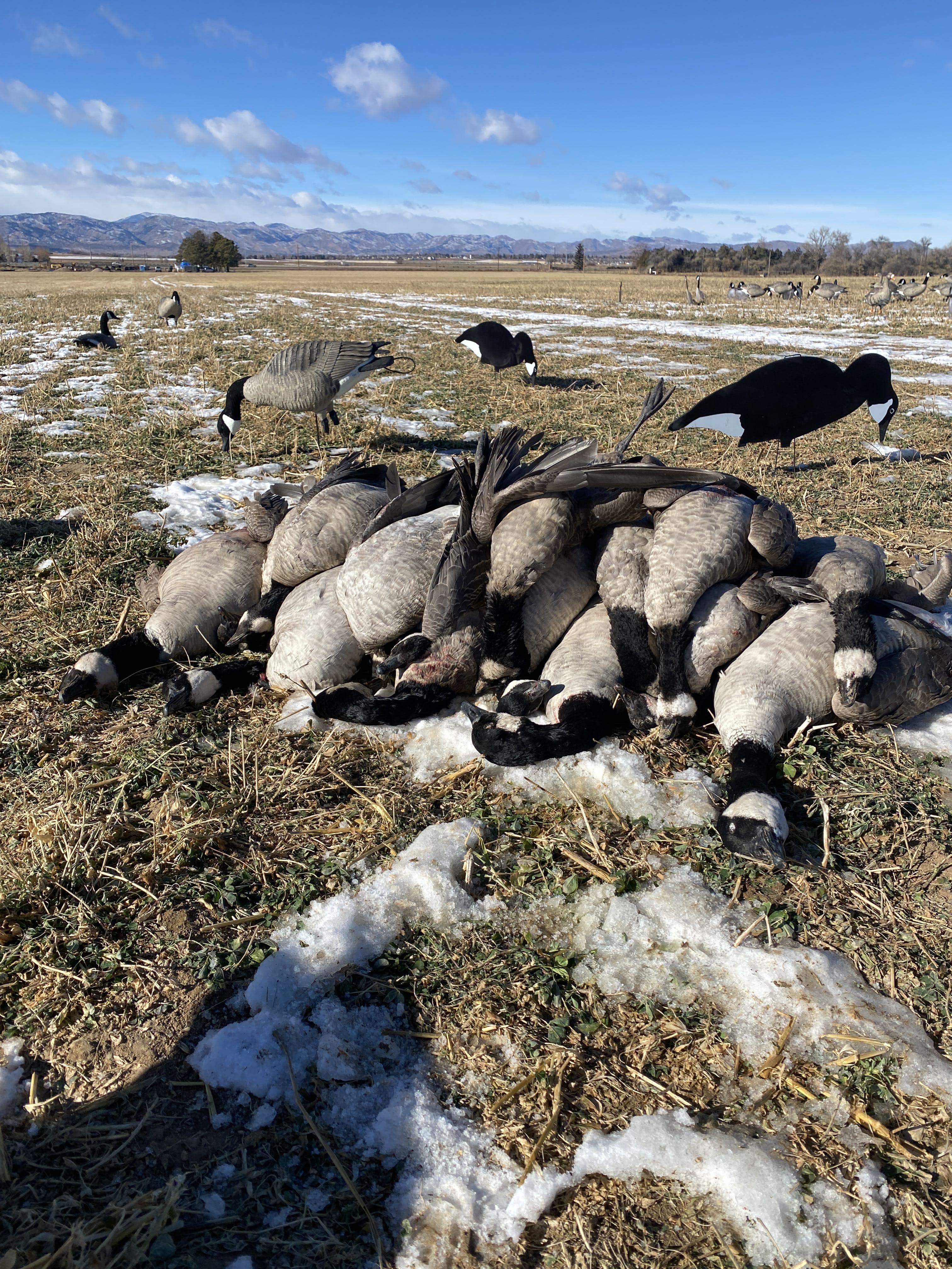 Mountain Vista Goose - Pit
