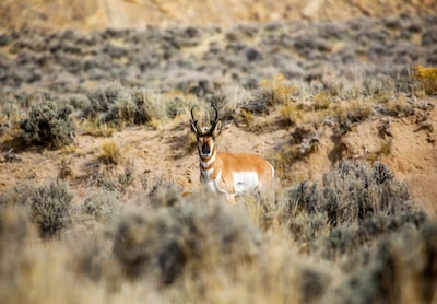 Rule Ranch #2 - Pronghorn 