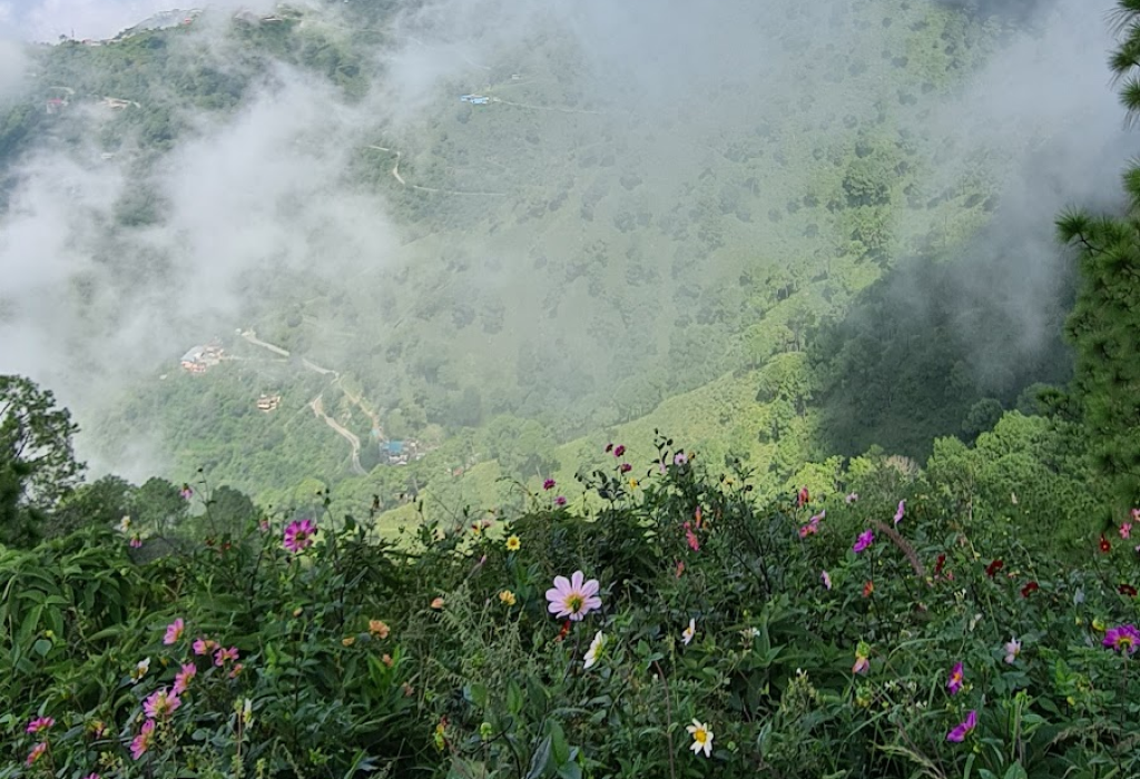 Classic misty morning charm of Kasauli from your courtyard