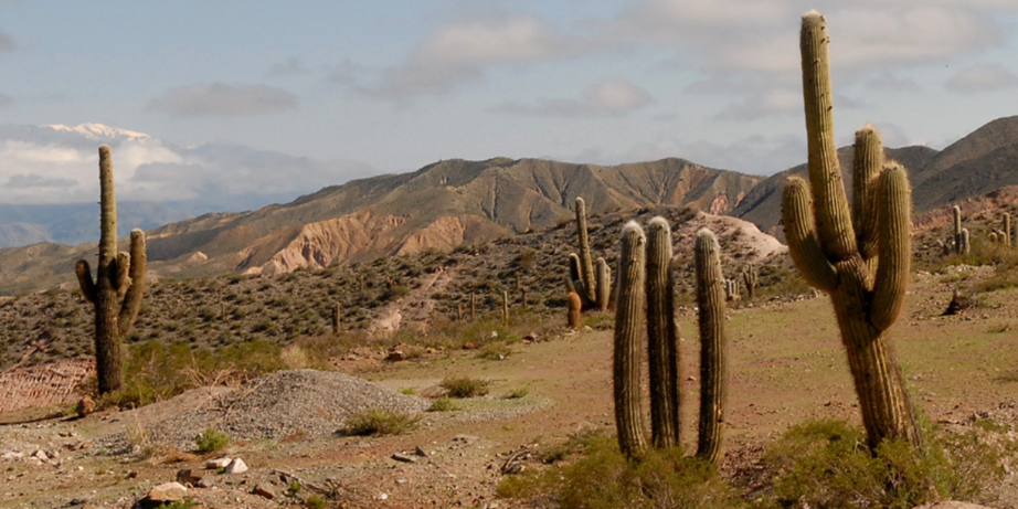 Imagen de la nota 'Evolución: De genes, cactus y chamanes'