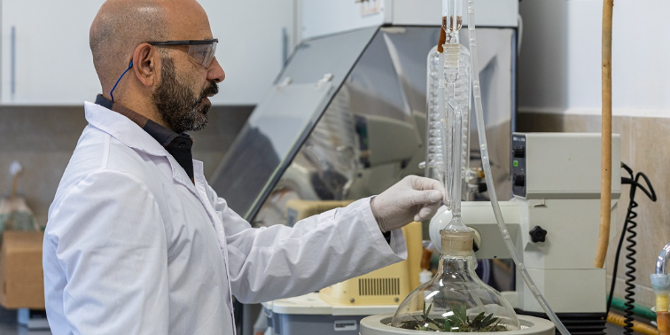 Imagen de la nota 'Semillero local de cannabis medicinal'