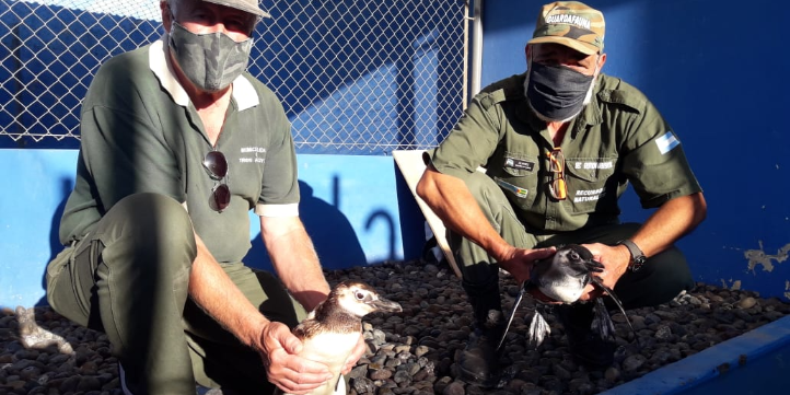 Imagen de la nota 'Seis pingüinos fueron rescatados y trasladados a la Estación de Rescate Fauna Marina '