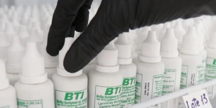 biocontrol-mosquito-del-dengue