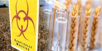 Imagen de la nota '“Argentina confía tanto en los transgénicos que los esconde del rotulado de los productos"'