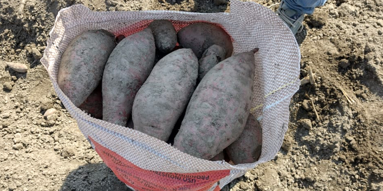 Imagen de la nota 'Batatas para la inclusión alimentaria'