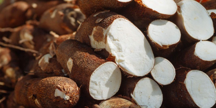 Imagen de la nota '#MorfiNativa Beneficios del consumo de mandioca con receta dulce y salada'