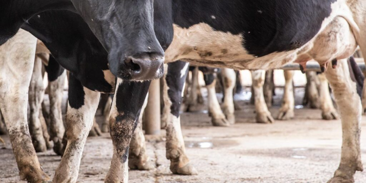 Imagen de la nota 'Precio de los alimentos: la leche aumentó 480% en cinco años'