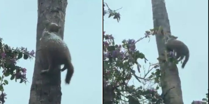 Imagen de la nota 'Video viral: Graban a un gato congelado en una árbol tras fuertes nevadas'