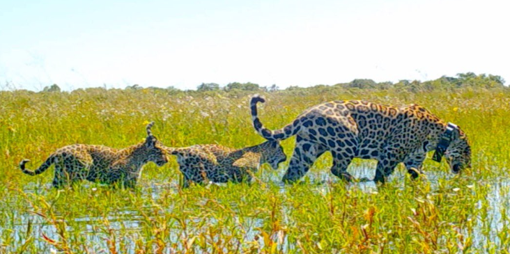 Imagen de la nota 'Corrientes: Nació una nueva camada de yaguaretés en Esteros de Iberá'
