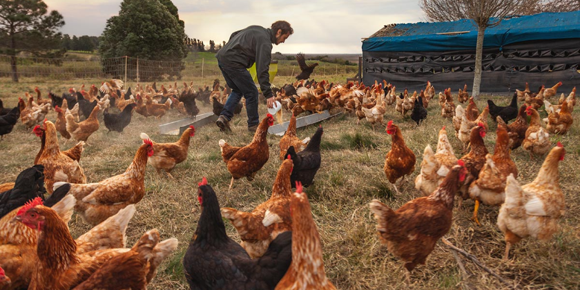 Imagen de la nota 'Precios de los alimentos: El consumo de pollo aumenta en una economía desplumada'